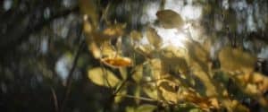 LaroseGuyon_Automne_wohndesign-magazin